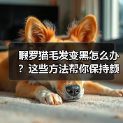 暇罗猫毛发变黑怎么办？这些方法帮你保持颜色不变(图2)