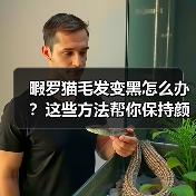 暇罗猫毛发变黑怎么办？这些方法帮你保持颜色不变(图4)