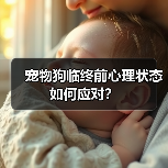 宠物狗临终前心理状态如何应对?(图2) 宠物狗临终前心理状态如何应对?(图2)