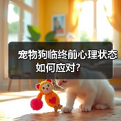 宠物狗临终前心理状态如何应对？ - 辰飞雨新生家伴
