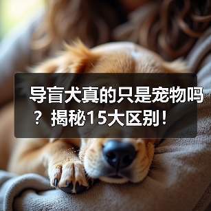 导盲犬真的只是宠物吗？揭秘15大区别！(图1)