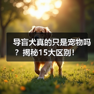 导盲犬真的只是宠物吗？揭秘15大区别！(图3)