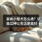 家庭小型犬怎么选？这些品种让生活更美好(图4)