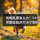 狗狗乱尿怎么办？14个原因及解决方法全解析(图1)
