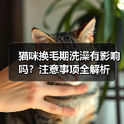 猫咪换毛期洗澡有影响吗？注意事项全解析(图1)