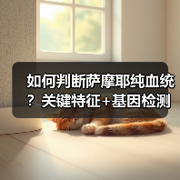 如何判断萨摩耶纯血统？关键特征+基因检测全解析(图2)