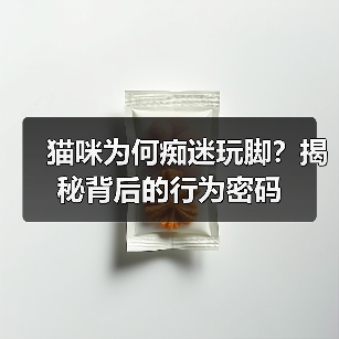 猫咪为何痴迷玩脚？揭秘背后的行为密码(图2)