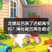 龙猫尾巴断了还能再生吗？揭秘尾巴再生奇迹与护理全攻略(图1)