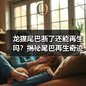 龙猫尾巴断了还能再生吗？揭秘尾巴再生奇迹与护理全攻略(图3)