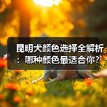 昆明犬颜色选择全解析：哪种颜色最适合你？(图4)