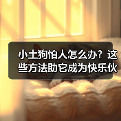 小土狗怕人怎么办？这些方法助它成为快乐伙伴(图1)