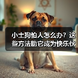 小土狗怕人怎么办？这些方法助它成为快乐伙伴(图4)