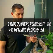 狗狗为何对鸡痴迷？揭秘背后的真实原因(图1)