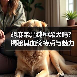 胡麻柴是纯种柴犬吗？揭秘其血统特点与魅力(图2)