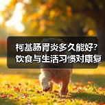 柯基肠胃炎多久能好?饮食与生活习惯对康复时间的影响(图2) 柯基肠胃炎多久能好?饮食与生活习惯对康复时间的影响(图2)