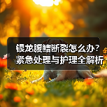银龙腹鳍断裂怎么办？紧急处理与护理全解析(图4)