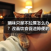 猫咪只尿不拉屎怎么办？改善饮食促进排便的实用方法(图3)