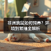 非洲跳鼠如何饲养?环境到繁殖全解析(图4) 非洲跳鼠如何饲养?环境到繁殖全解析(图4)