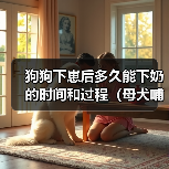 狗狗下崽后多久能下奶的时间和过程（母犬哺乳期的重要性和注意事项）(图3)