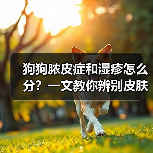 狗狗脓皮症和湿疹怎么分？一文教你辨别皮肤问题(图1)