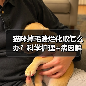 猫咪掉毛溃烂化脓怎么办？科学护理+病因解析(图2)