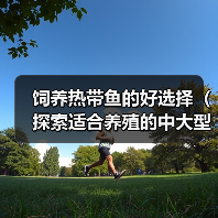 饲养热带鱼的好选择(探索适合养殖的中大型热带鱼种类)(图2) 饲养热带鱼的好选择(探索适合养殖的中大型热带鱼种类)(图2)