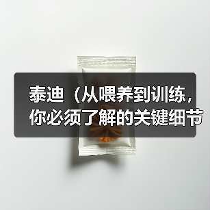 泰迪（从喂养到训练，你必须了解的关键细节）(图2)