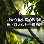 以犬心丝虫病的致命时长(以犬心丝虫病的悲剧)(图4) 以犬心丝虫病的致命时长(以犬心丝虫病的悲剧)(图4)