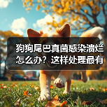 狗狗尾巴真菌感染溃烂怎么办?这样处理最有效!(图2) 狗狗尾巴真菌感染溃烂怎么办?这样处理最有效!(图2)