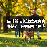 猫咪的成长速度究竟有多快?(探秘两个月内猫咪的惊人成长之旅)(图3) 猫咪的成长速度究竟有多快?(探秘两个月内猫咪的惊人成长之旅)(图3)