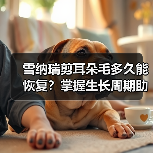 雪纳瑞剪耳朵毛多久能恢复？掌握生长周期助毛发健康(图2)