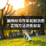 猫癣掉毛在家就能治愈？正确方法避免复发(图2)