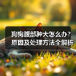 狗狗腹部肿大怎么办?原因及处理方法全解析(图1) 狗狗腹部肿大怎么办?原因及处理方法全解析(图1)