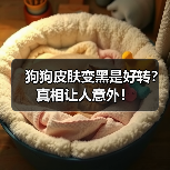 狗狗皮肤变黑是好转?真相让人意外!(图2) 狗狗皮肤变黑是好转?真相让人意外!(图2)