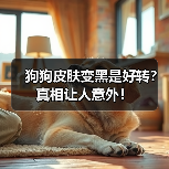 狗狗皮肤变黑是好转?真相让人意外!(图3) 狗狗皮肤变黑是好转?真相让人意外!(图3)