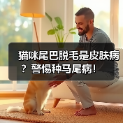 猫咪尾巴脱毛是皮肤病?警惕种马尾病!(图4) 猫咪尾巴脱毛是皮肤病?警惕种马尾病!(图4)
