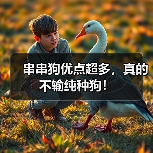 串串狗优点超多,真的不输纯种狗!(图1) 串串狗优点超多,真的不输纯种狗!(图1)