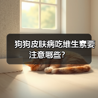 狗狗皮肤病吃维生素要注意哪些?(图2) 狗狗皮肤病吃维生素要注意哪些?(图2)
