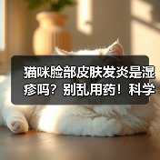 猫咪脸部皮肤发炎是湿疹吗?别乱用药!科学用药指南(图2) 猫咪脸部皮肤发炎是湿疹吗?别乱用药!科学用药指南(图2)