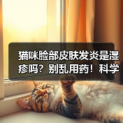 猫咪脸部皮肤发炎是湿疹吗?别乱用药!科学用药指南(图3) 猫咪脸部皮肤发炎是湿疹吗?别乱用药!科学用药指南(图3)