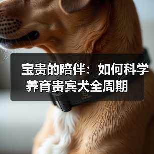 宝贵的陪伴:如何科学养育贵宾犬全周期(图1) 宝贵的陪伴:如何科学养育贵宾犬全周期(图1)