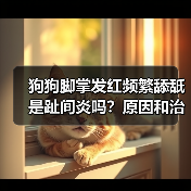 狗狗脚掌发红频繁舔舐是趾间炎吗?原因和治疗全解析(图2) 狗狗脚掌发红频繁舔舐是趾间炎吗?原因和治疗全解析(图2)