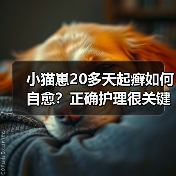 小猫崽20多天起癣如何自愈？正确护理很关键(图1)