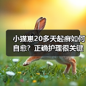 小猫崽20多天起癣如何自愈？正确护理很关键(图4)
