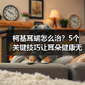 柯基耳螨怎么治?5个关键技巧让耳朵健康无忧(图2) 柯基耳螨怎么治?5个关键技巧让耳朵健康无忧(图2)