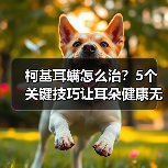 柯基耳螨怎么治?5个关键技巧让耳朵健康无忧(图3) 柯基耳螨怎么治?5个关键技巧让耳朵健康无忧(图3)