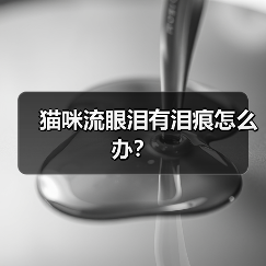 猫咪流眼泪有泪痕怎么办?(图1) 猫咪流眼泪有泪痕怎么办?(图1)