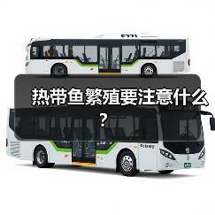 热带鱼繁殖要注意什么?(图2) 热带鱼繁殖要注意什么?(图2)