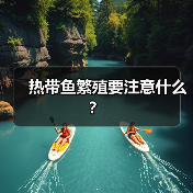 热带鱼繁殖要注意什么?(图3) 热带鱼繁殖要注意什么?(图3)