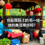 仓鼠屁股上的毛一缕一缕的是湿尾症吗?(图3) 仓鼠屁股上的毛一缕一缕的是湿尾症吗?(图3)